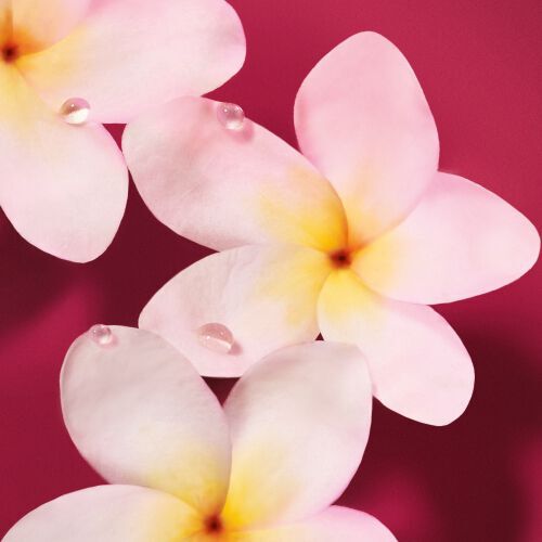 White frangipani flowers with dew drops on a deep ruby background — luminous frangipani accord heart note of Power of You Eau de Parfum by Giorgio Armani.