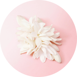 White tuberose and jasmine blooms from India on a soft pink background — tuberose and jasmine heart notes of My Way Eau de Parfum by Giorgio Armani.