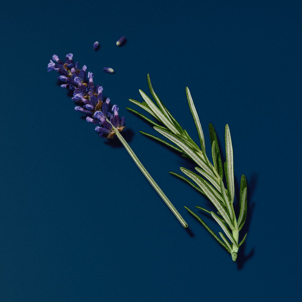 Lavendelbloem en takje rozemarijn op een diepe blauwe achtergrond, met enkele lavendelzaadjes ernaast.