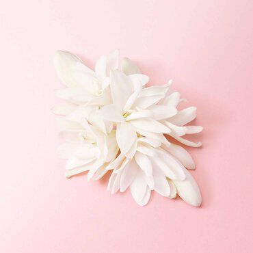 A delicate arrangement of white flowers resting on a soft pink background.