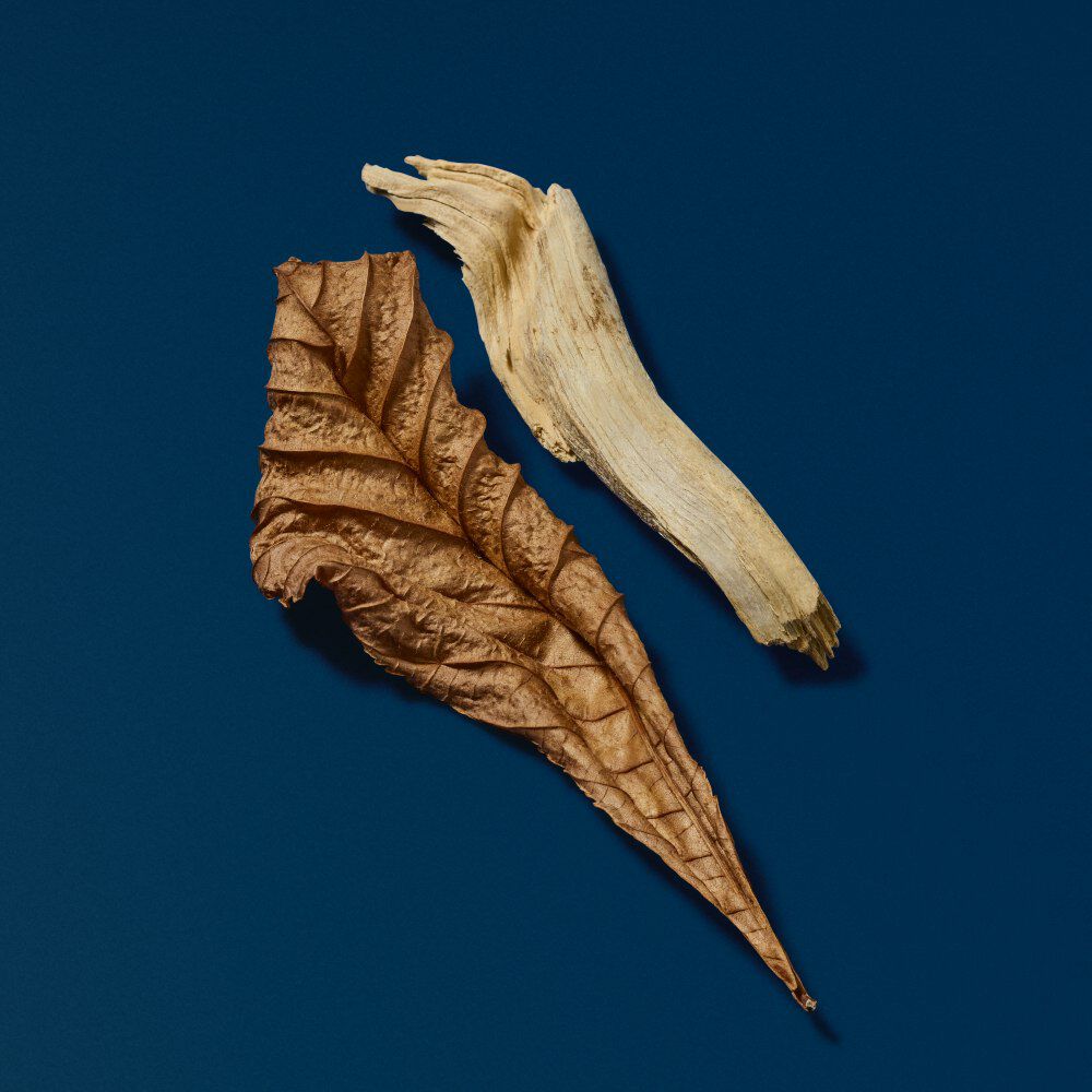 Een gedroogde, gebroken bladeren en takje op een diepblauwe achtergrond, die natuurlijke texturen en kleuren benadrukken.