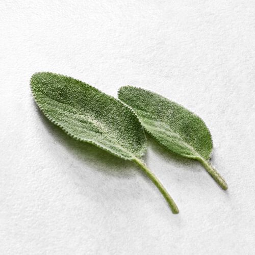 Twee groene saliebladeren liggen op een witte ondergrond, met de textuur van de bladeren goed zichtbaar.