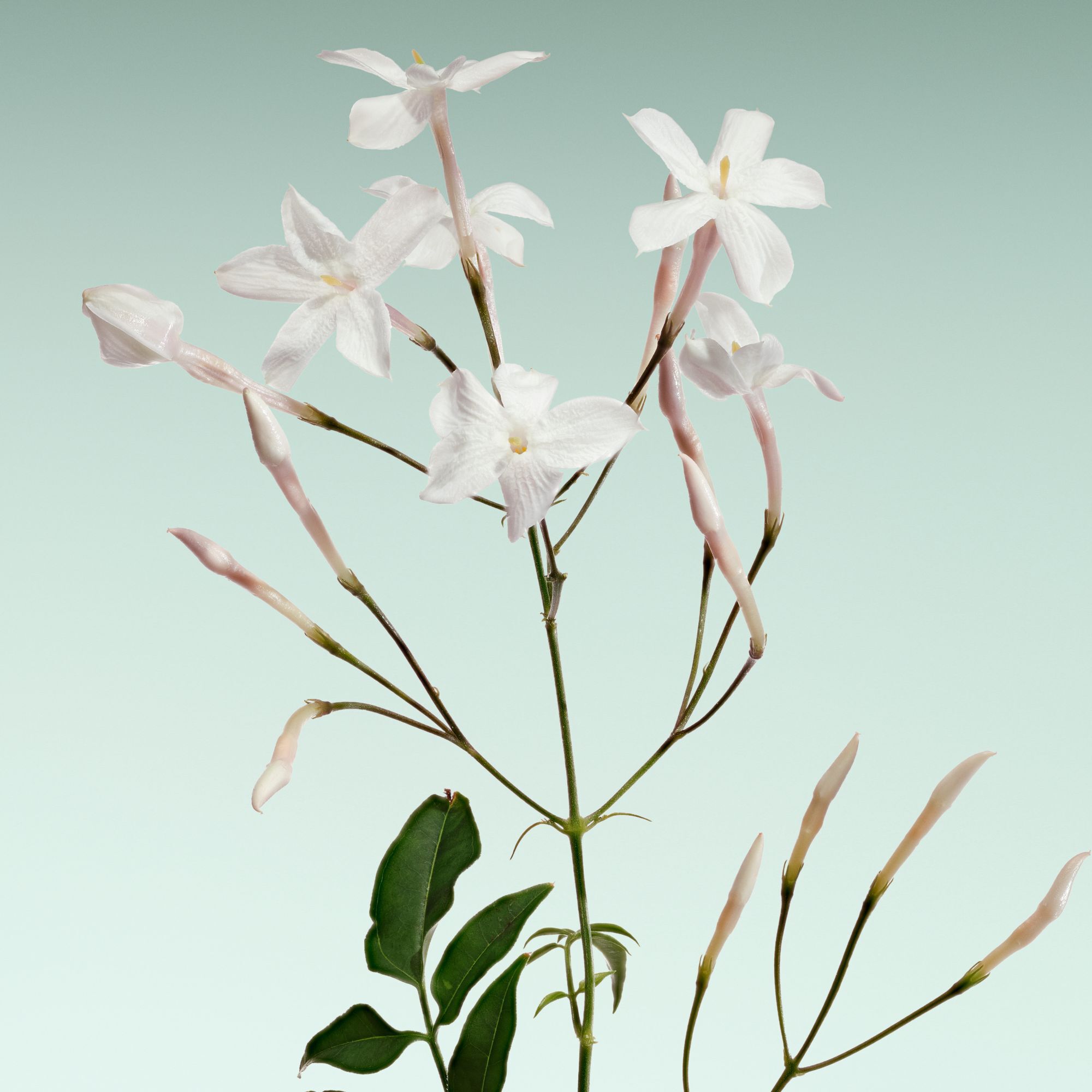 Armani/Prive Vert Malachite: een delicate jasmijntak, die het lichtgevende en verfijnde bloemige karakter van de geur benadrukt.
