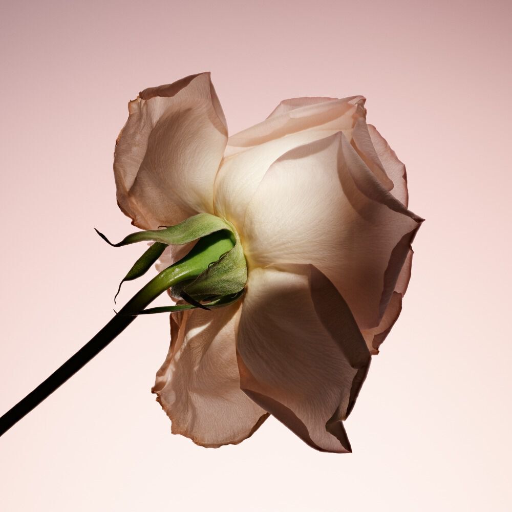 Armani/Prive Pivoine Suzhou: elegante rozenbloem, die het romantische en verfijnde bloemige aspect van de geur vertegenwoordigt.
