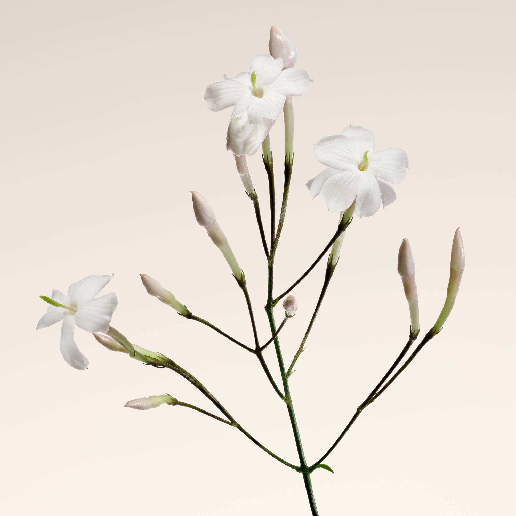 Jasmijnbloem