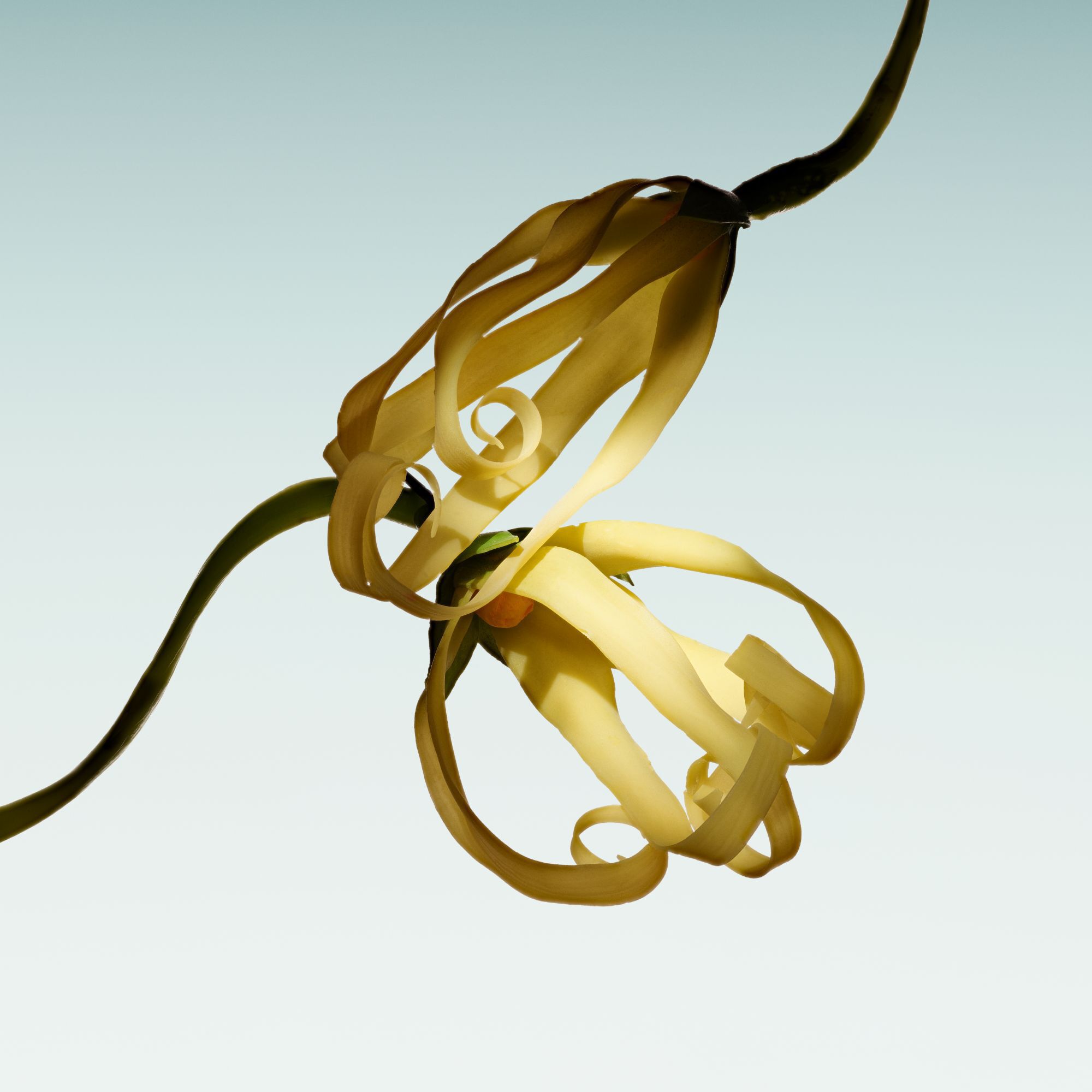 Armani/Prive Vert Malachite: sculpturale ylang-ylang bloesem, die de exotische bloemrijke rijkdom van de geur laat zien.