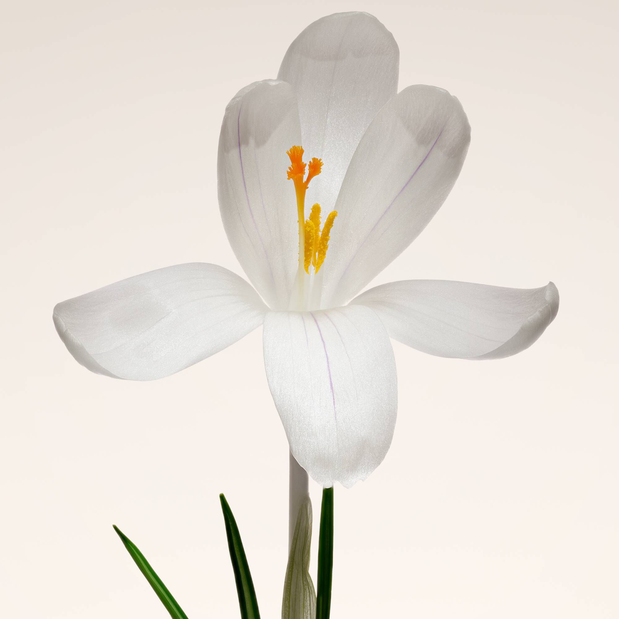 Saffraanbloem