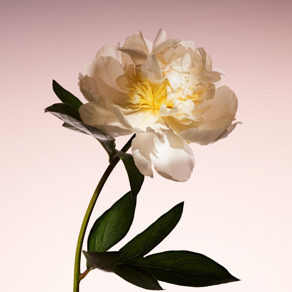 Armani/Prive Pivoine Suzhou: levendige citroenboom, die de frisse en stralende citrusnoten van de geur benadrukt.
