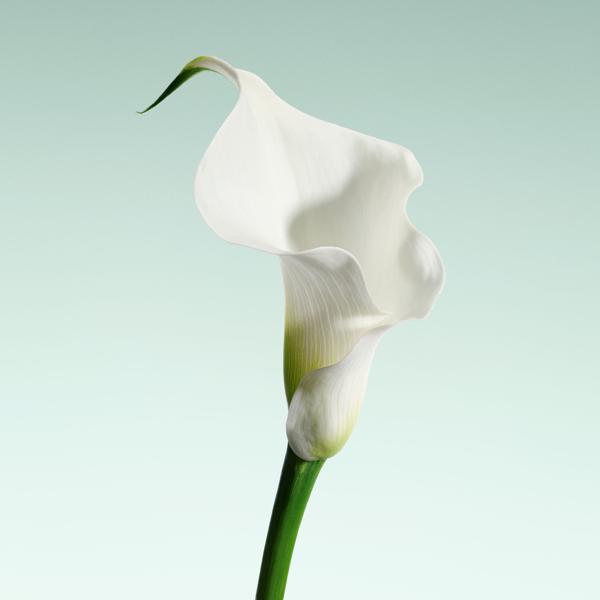 Armani/Prive Vert Malachite: enkele witte calla-lelie, die de pure en elegante bloemige noten van de geur benadrukt.